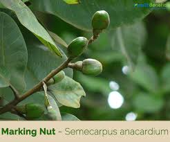 Marking nut tree(Semecarpus anacardium L.)